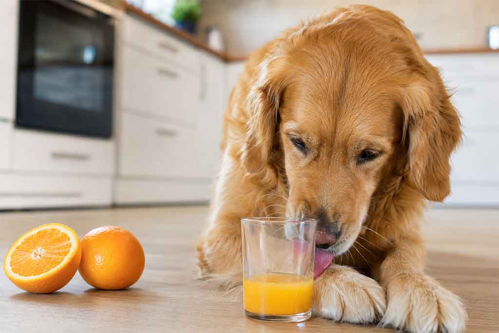 what happends if a dog drinks orange juice