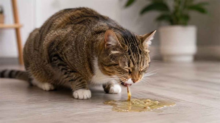 reasons why my cat is throwing up
