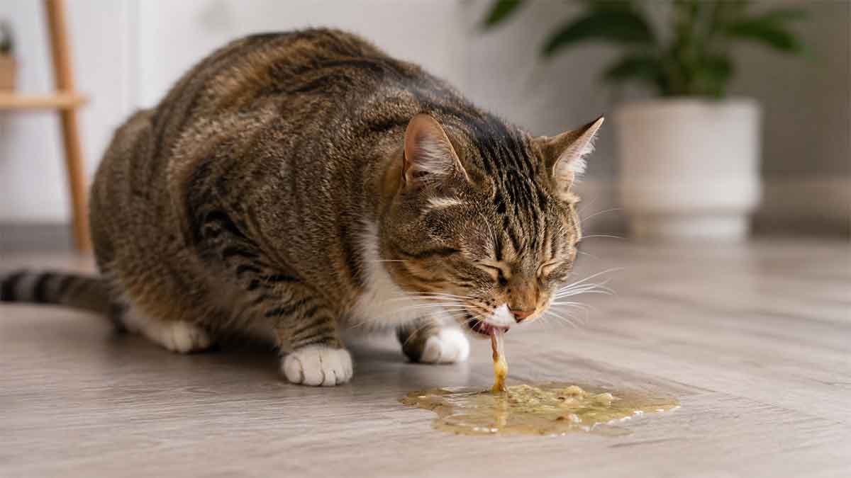 reasons why my cat is throwing up