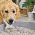 what happens if a dog eats cat litter