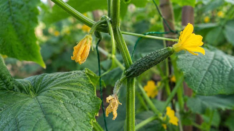why are my cucumber flowers falling off