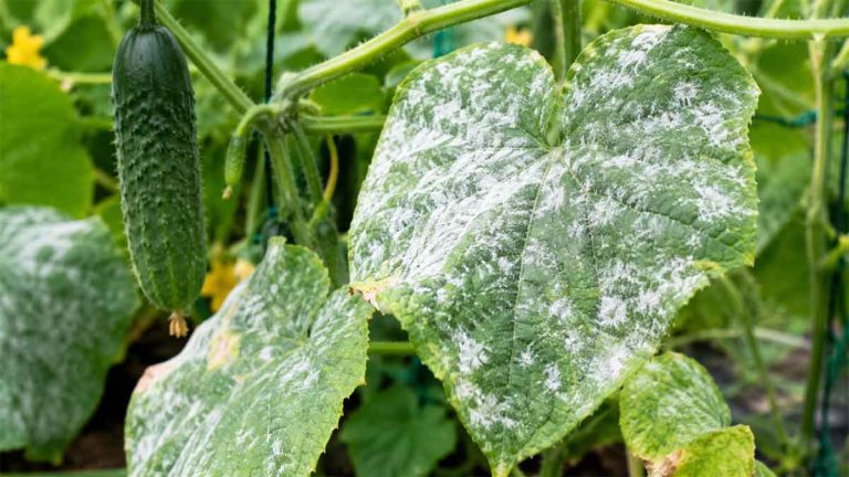why are my cucumber leaves turning white