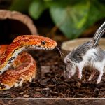 why won't my corn snake eat