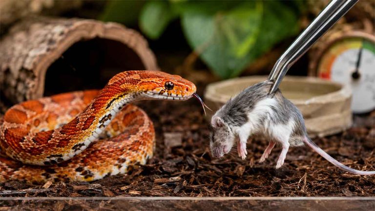 why won't my corn snake eat